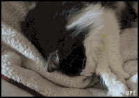 thebluesquare  GIF