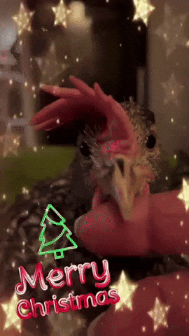Merry Christmas Fest GIF