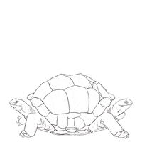 Home Turtle Sticker by Outriders