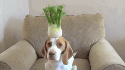 dog fruit GIF