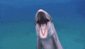 fart GIF