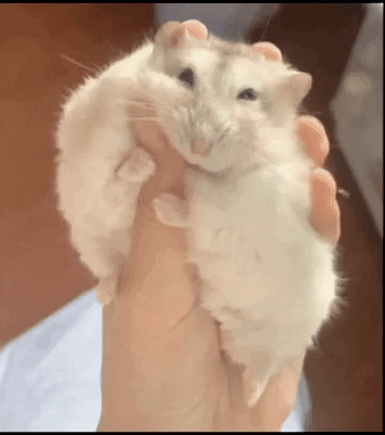 cuteanimalland giphyupload GIF