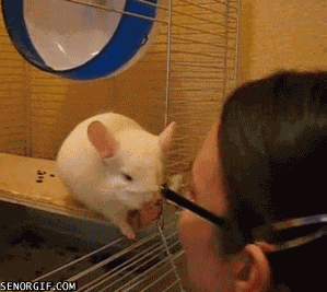 rat standing GIF by Cheezburger