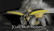loop moth GIF