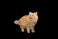 25Catsfromqatar GIF by Gray Hat Films