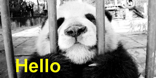 panda bear hello GIF