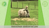 lamb GIF