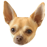 Dog Chihuahua Sticker