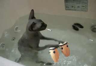 Cat Hippies GIF