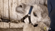 nat geo wild pet GIF by The Incredible Dr. Pol