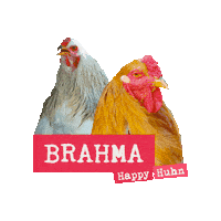 roberthck chicken rooster chickens hahn Sticker