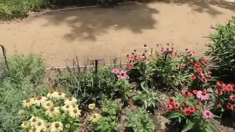 oklahoma GIF