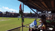 Bermuda Cupmatch GIF by Bermemes