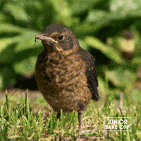 Bird Call GIF by The Great British Bake Off