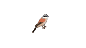 Vogel Natuur Sticker by Natuurmonumenten