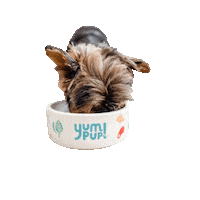 Fresh Food Dog Sticker by yumpup