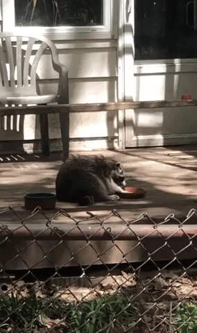 Cat Gives Hungry Raccoon 'Death Stare' 