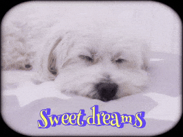iamsimonalisa sweet dreams oscar dreaming puppysleeping GIF