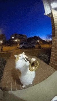 Cat Ai GIF