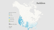 barn owl GIF by audubon