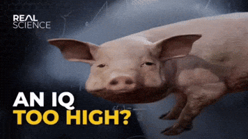 Pih GIF