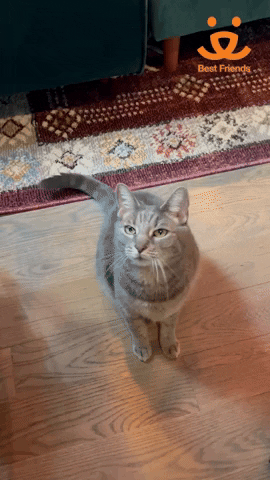 Best Friends GIF by Best Friends Animal Society