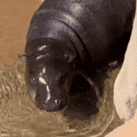 Happy Pygmy Hippo GIF by John Ball Zoo