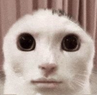 Cat GIF