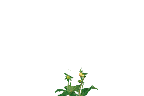 Summer Love Sticker by Gardelly Holland