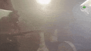 white fang GIF by Burger Records