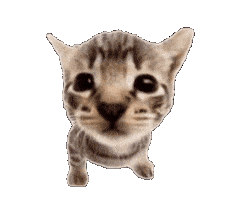 Cat Explode Sticker