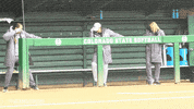csurams softball rams csu ncaa softball GIF