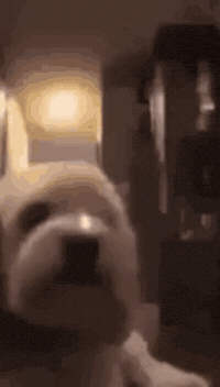 Blown Away Dog GIF
