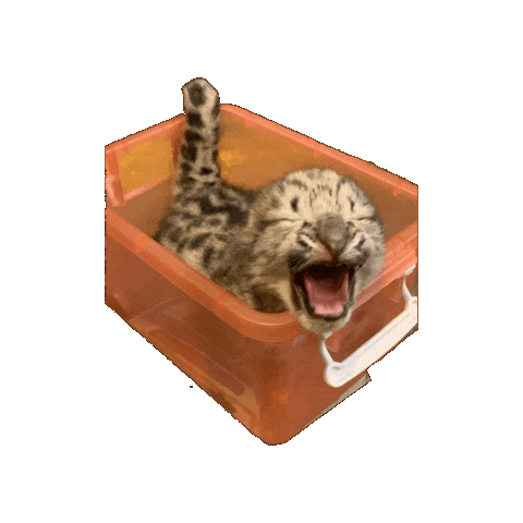Yell Snow Leopard Sticker by John Ball Zoo