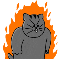 Angry Cat GIF