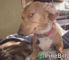 Suspicious Dog GIF by PineBill