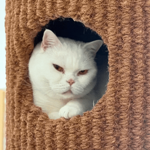 British Shorthair Funny Cat GIF