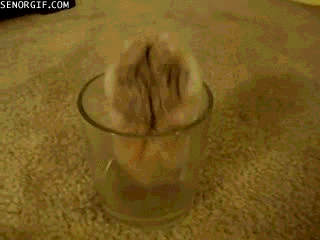 its a trap hamster GIF by Cheezburger