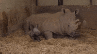 'A Giant Bundle of Joy': Newborn Southern White Rhino Wobbles Around Whipsnade Zoo