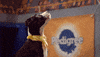 animal planet dog GIF by Puppy Bowl