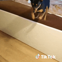 GIF by TikTok France