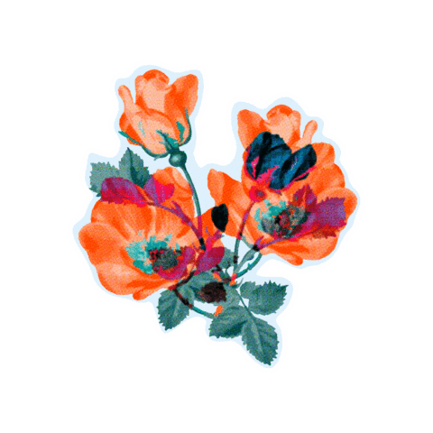 SignoritaChocolita flowers roses orange flowers Sticker