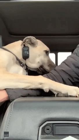 Canadian Motorist Shows Why a Puppy in the Passenger Seat Can Be a Handful