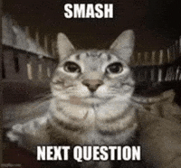 Cat Smash GIF
