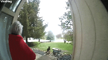 German Shepherd Yanks Sister to Ground