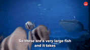 Shark Week Sharks GIF by BuzzFeed
