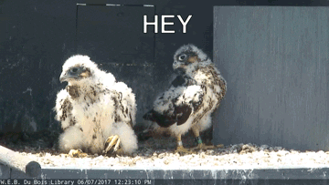 falcons hello GIF by UMass Amherst