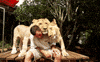 lion GIF