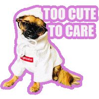 hattiekin cute dog chihuahua hattiekin sassy dog Sticker