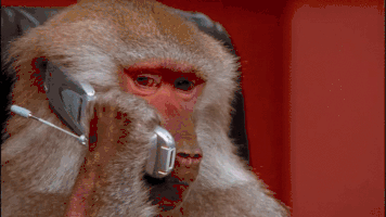 Office Monkey GIF by Giphy QA